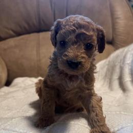 Lily - Apricot female Goldendoodle puppy in Graham, North Carolina from Geise Meadow Doodles