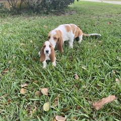 Basset Hound Puppies from Fancy Hounds