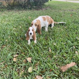 Basset Hound Puppies from Fancy Hounds