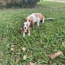 Basset Hound Puppies from Fancy Hounds
