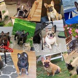 French Bulldogs from MJ Frenchies