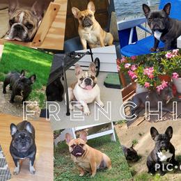 French Bulldogs from MJ Frenchies