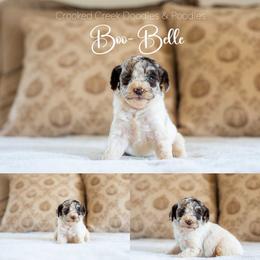 Boo Belle - Merle female Goldendoodle puppy in Woodruff, South Carolina from Crooked Creek Doodles and Poodles