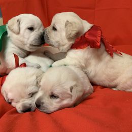 "3 Weeks old!" Labrador Retriever Puppies from Denise Hamel