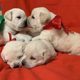 "3 Weeks old!" Labrador Retriever Puppies from Denise Hamel