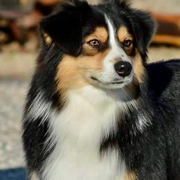 Shiner - Black tri male Miniature Australian Shepherd puppy in Guthrie, Oklahoma from Raised Right Pups