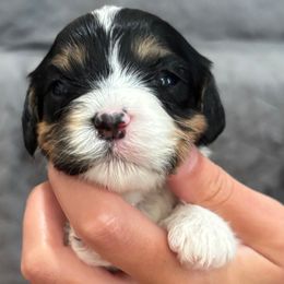 Daisy - Tri-color female Cavachon puppy in Awendaw, South Carolina from LierChonPoo