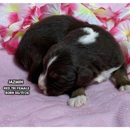 Jazmin - Red tri-color female Australian Shepherd puppy in Bethany, Connecticut from Wynter Thyme Manor Australian shepherds