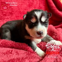 Sequoia - Black and white female Siberian Husky puppy in Sherwood, Oregon from Whiskey River Siberians