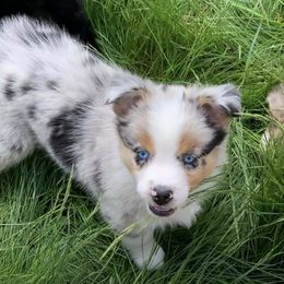Australian Shepherds from Painted Raven farm