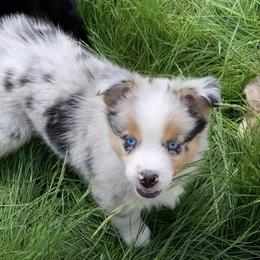 Australian Shepherds from Painted Raven farm