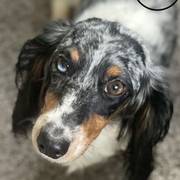 Arla  - Dachshund