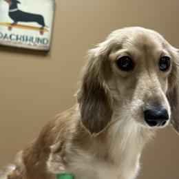 Rose - Dachshund