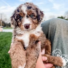 Aussiedoodle and Bernedoodle Puppies from Steindoodles