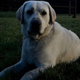 Cooper - Labrador Retriever