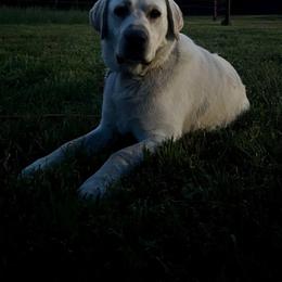 Cooper - Labrador Retriever