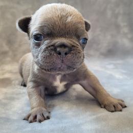 Girl 1 - Blue fawn female French Bulldog puppy in Neosho, Missouri from Norris Frenchies