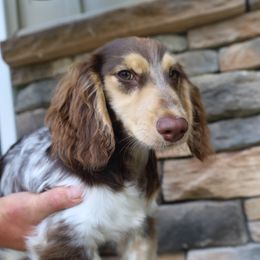 Dachshund puppies from Teenie Little Hearts