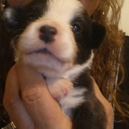 Cardigan Welsh Corgi Puppies from Stornoway Cardigan Welsh Corgis