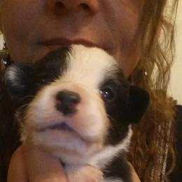 Cardigan Welsh Corgi Puppies from Stornoway Cardigan Welsh Corgis