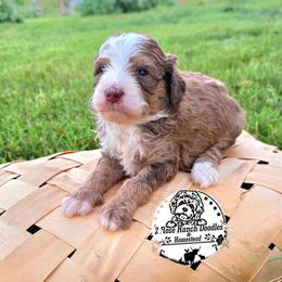 Sable - Sable male Bernedoodle puppy in Graham, Texas from 2 Rose Ranch Doodles
