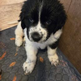 Lainey - White and black female Newfoundland puppy in Quaker City, Ohio from Country Magik