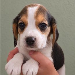 Twix - Black tan and white male Beagle puppy in Lake City, Florida from Sunkissed Beagles