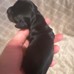 Girl 2 - Black and tan female Dachshund puppy in Hermosa, South Dakota from Sassafras Dachshunds
