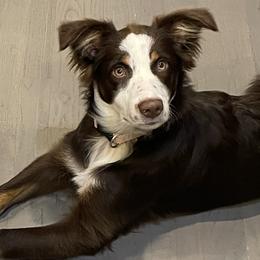 Australian Shepherd All Grown Up from Flowertown Aussies