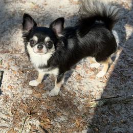 Chanel - Chihuahua