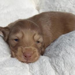 Chocolate Based Shaded Cream -- Male - Cream male Dachshund puppy in Kalama, Washington from Dazzling Doxies