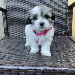 Havanese Puppies from Happy Havanese NJ