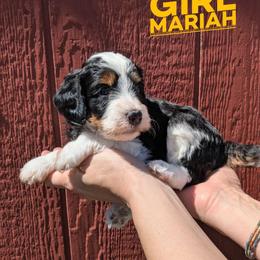 Mariah - Tri-color female Bernedoodle puppy in Cambridge, Minnesota from Country Meadow Doodles