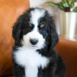 Sprout - male Australian Mountain Doodle puppy in Lafayette, Missouri from Brick House Farm Doodles