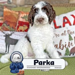 Parka - Brown and white female Sheepadoodle puppy in Cleveland, Tennessee from Narrow Path Old English & Sheepadoodles