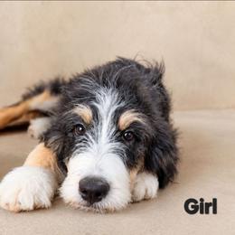 Sweet Pup's Caramel Sundae - Tri-color female Bernedoodle puppy in North Zulch, Texas from Sweet Pup Schnauzers