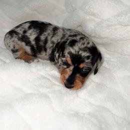 Jemima - Dapple female Dachshund puppy in San Diego, California from Enchanted little dachshunds