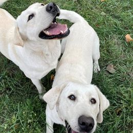 Elsa - Labrador Retriever