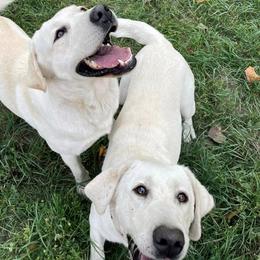 Elsa - Labrador Retriever