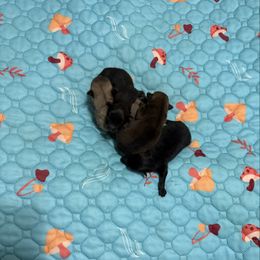 Girl 2 - Black and tan female Pomeranian puppy in Conroe, Texas from Maxi’s Poms, LLC