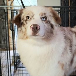 Australian Shepherds from Southern Star Aussies & Doodles