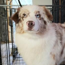 Australian Shepherds from Southern Star Aussies & Doodles