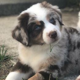 Miniature Australian Shepherds from Diamond Arrow Aussies