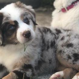 Miniature Australian Shepherds from Diamond Arrow Aussies
