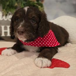 Violet - Brown and white female Aussiedoodle puppy in Prescott Valley, Arizona from Ramirez Family Doodles