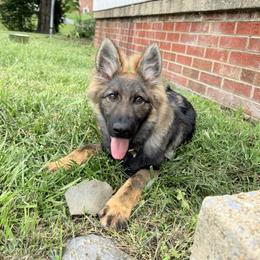 Yellow collar - Sable female German Shepherd puppy in Johnson City, Tennessee from Vom Fullhaus German Shepherds