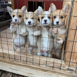 Pembroke Welsh Corgi Puppies from Red Elephant Farms