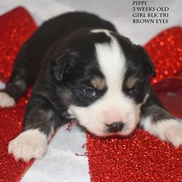 Pippi - Black tri female Miniature Australian Shepherd puppy in Patterson, North Carolina from DreamLine Aussies