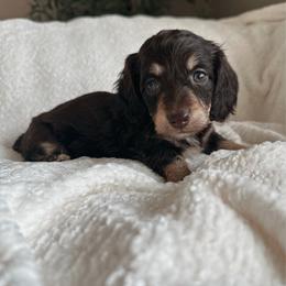 Wildflower - Chocolate and cream female Dachshund puppy in San Diego, California from Enchanted little dachshunds