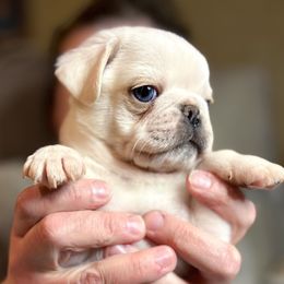 Sylvester (price lowered) - White male Pug puppy in Morgantown, West Virginia from Groovy Pugs